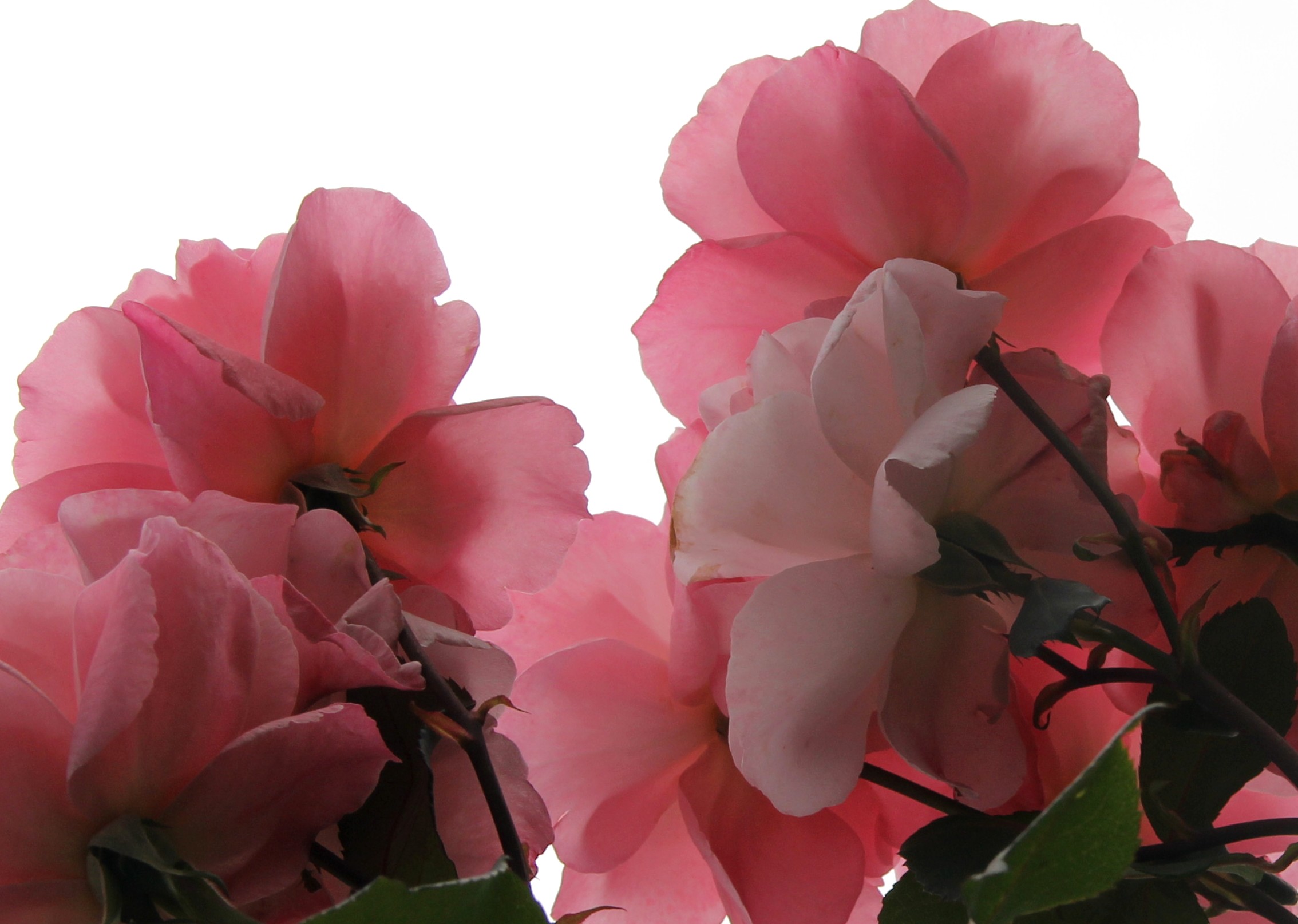 Download Canon 60D pink rose Sunrise Mar20 001 ed