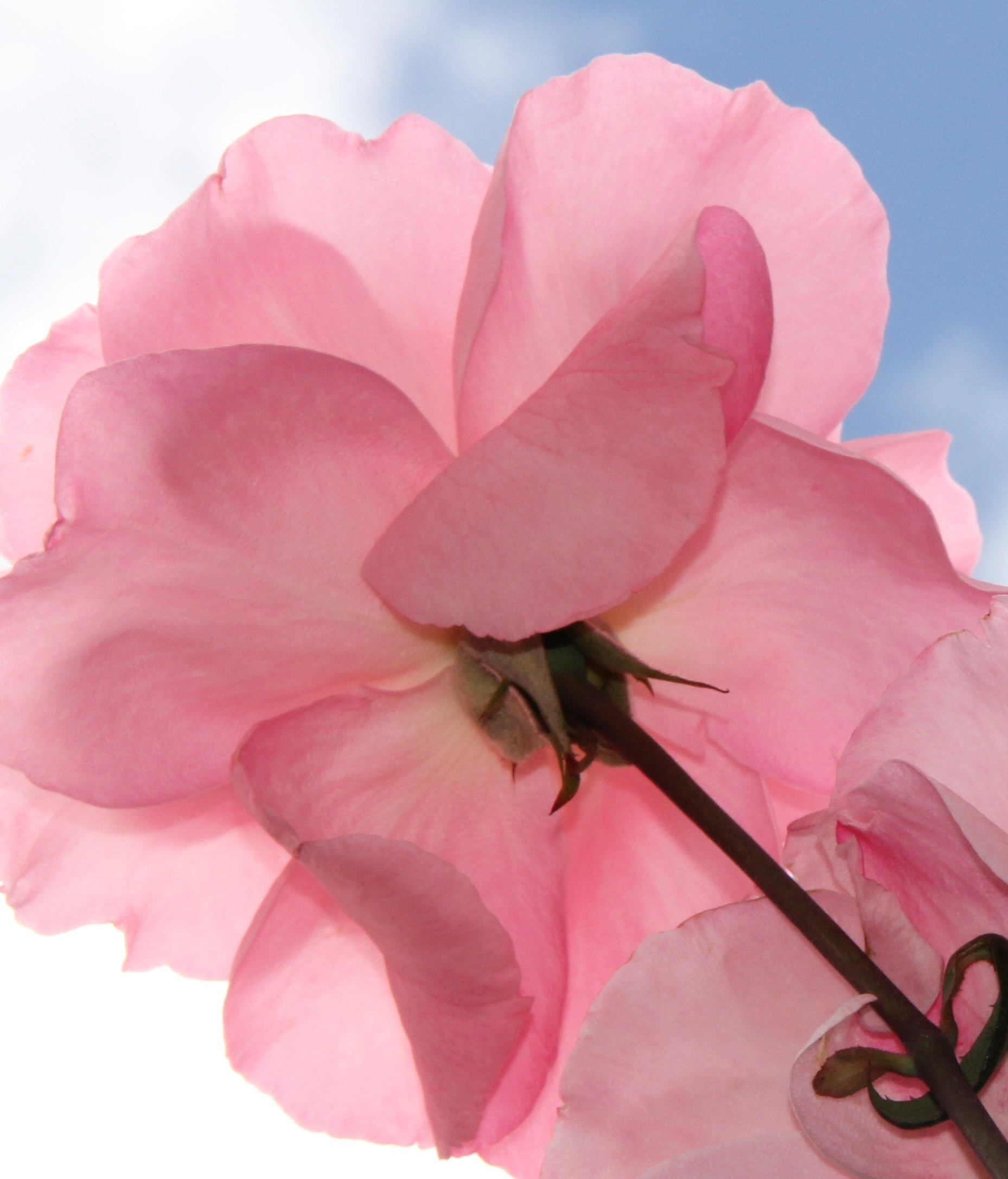 Download Canon 60D pink rose Sunrise Mar20 005 ed2
