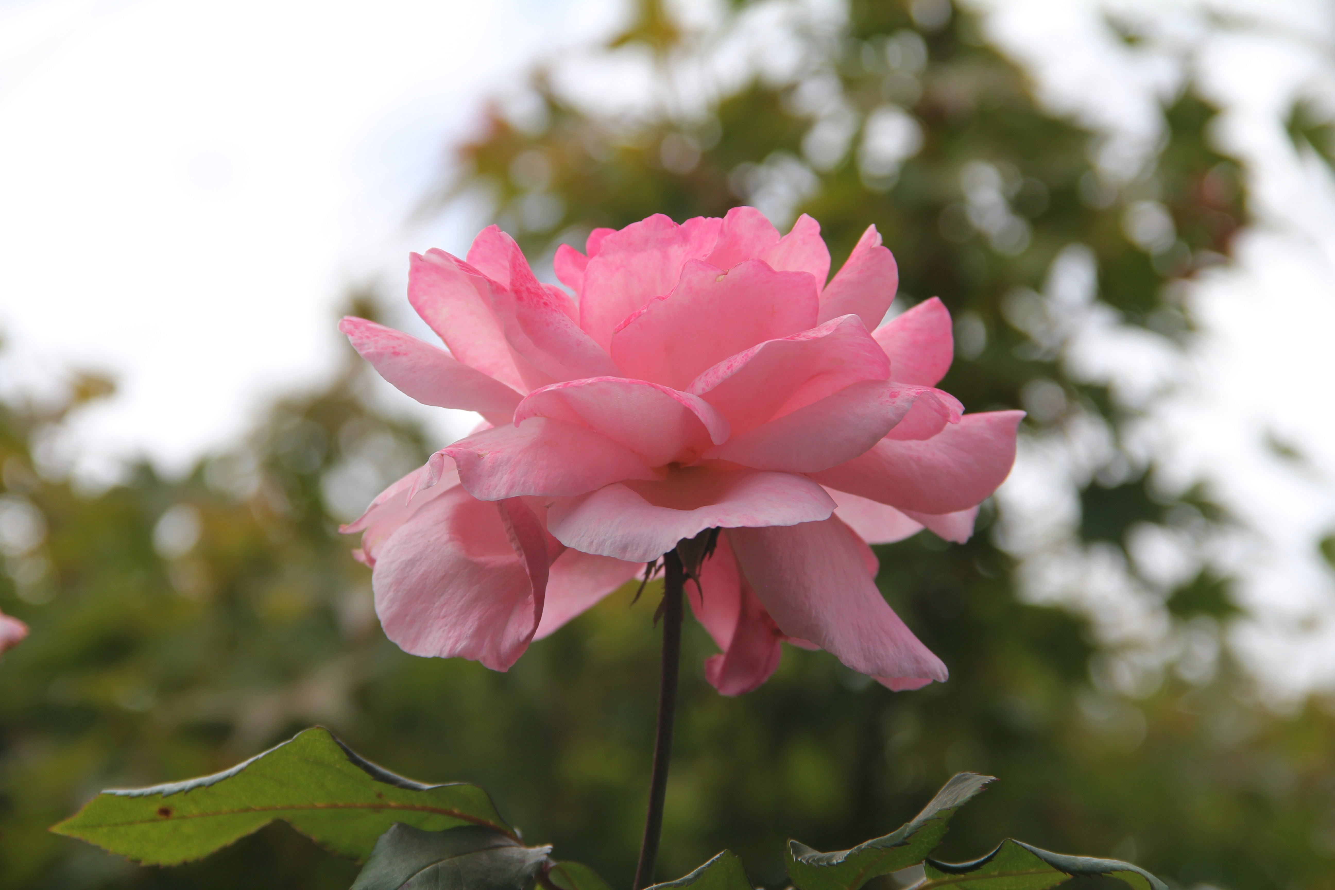 Download Canon 60D pink rose Sunrise Mar20 007
