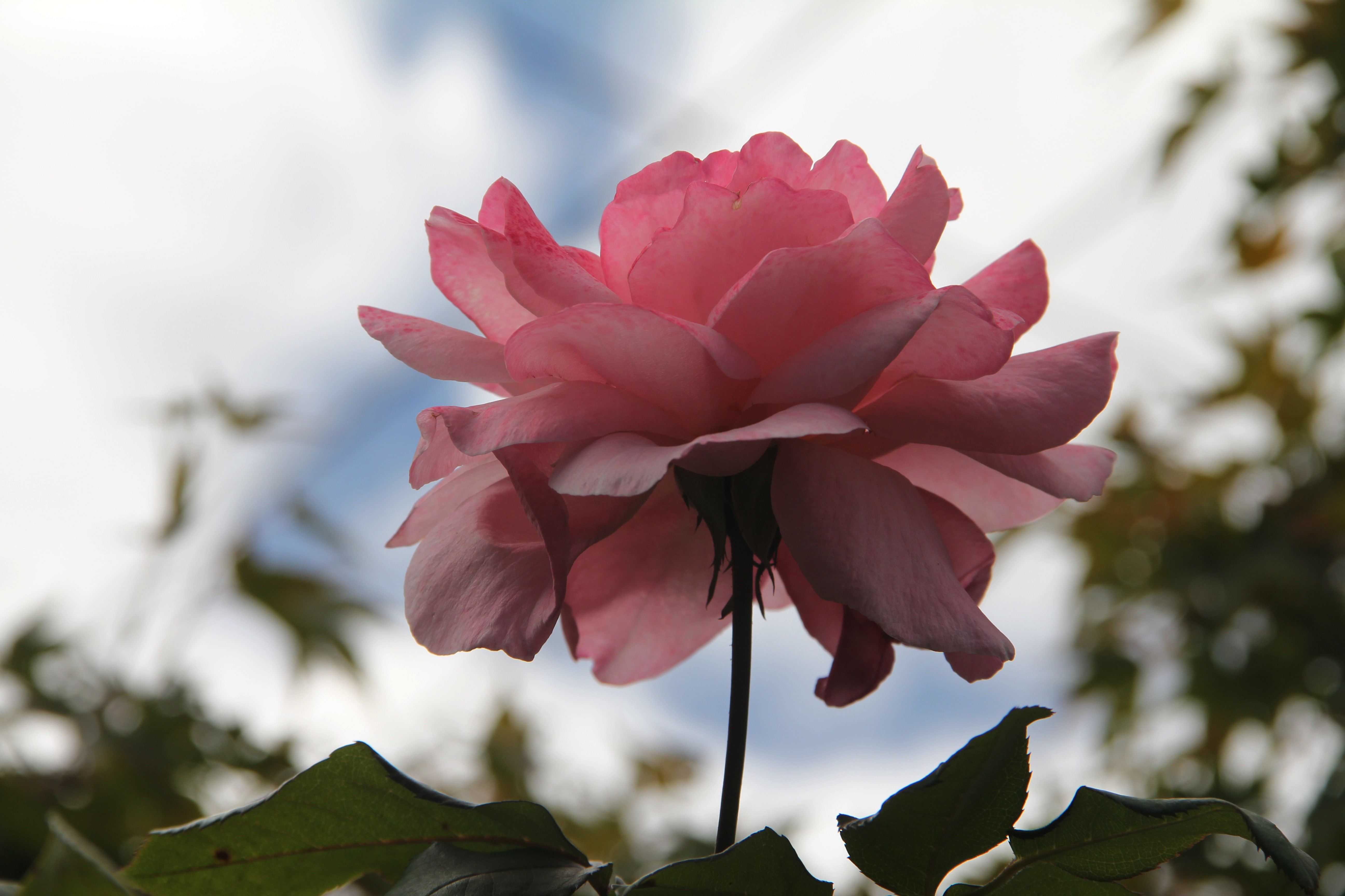 Download Canon 60D pink rose Sunrise Mar20 009